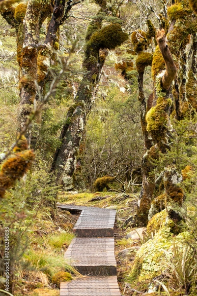 Fototapeta Scenic wooden walkway winding through a lush moss-covered forest. Natural landscape.