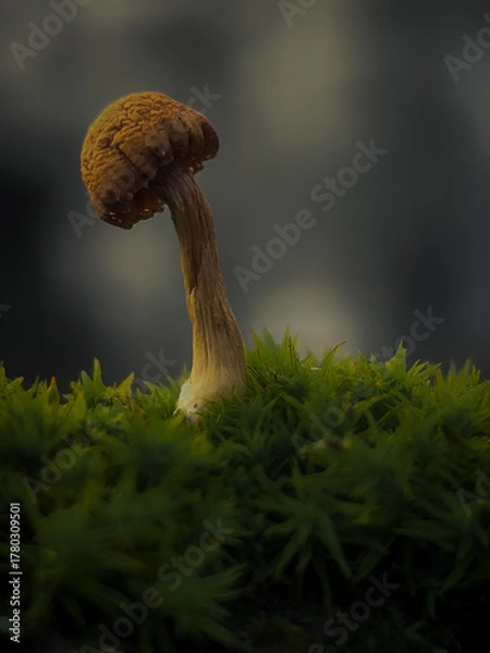 Obraz mushrooms in the forest