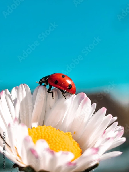 Fototapeta ladybug on daisy