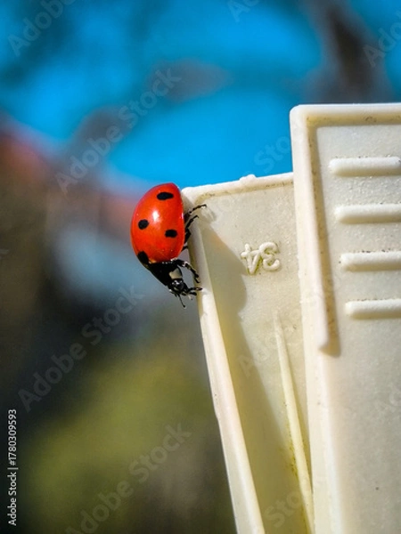 Obraz ladybug on a clothespin