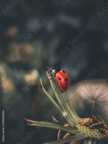 Fototapeta ladybird on a blade of grass
