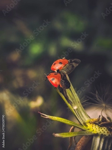 Obraz ladybug on a dandelion
