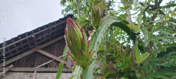 Obraz The image shows a dragon fruit bud or ovary (Hylocereus sp.) growing on a cactus. This plant is also known as dragon fruit or pitaya.