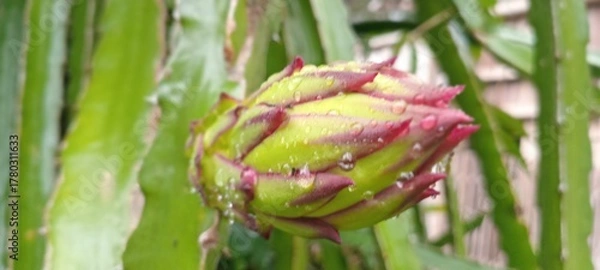 Obraz The image shows a dragon fruit bud or ovary (Hylocereus sp.) growing on a cactus. This plant is also known as dragon fruit or pitaya.
