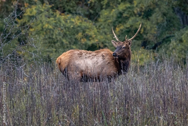 Obraz bull elk in the woods