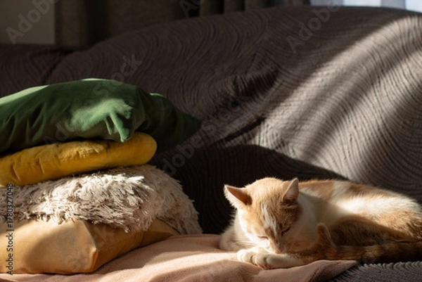 Obraz cat sleeping on the bed