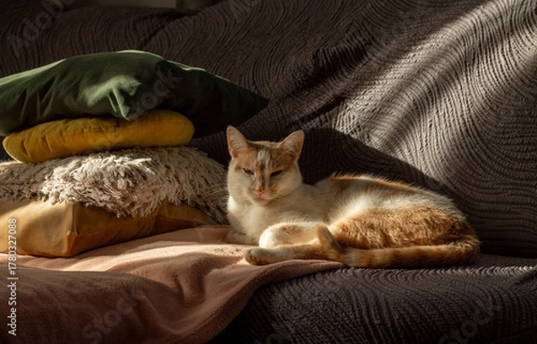 Obraz cat sleeping on a bed