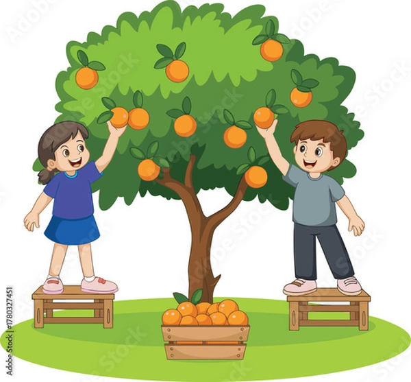 Fototapeta Children harvesting oranges, cartoon fruit picking scene, orange tree illustration, happy kids farming, wooden crate, basket, ripe citrus, outdoor garden