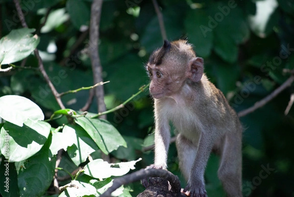 Obraz 可愛いサル