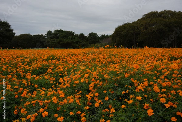 Obraz キバナコスモス