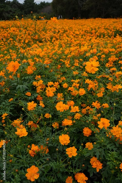 Obraz キバナコスモス