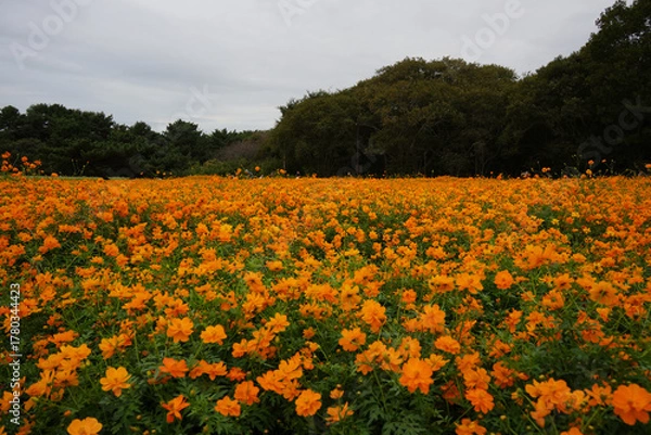 Obraz キバナコスモス