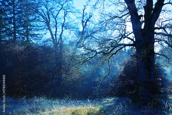 Fototapeta Hazy blue colors and moods in the forest in the fall