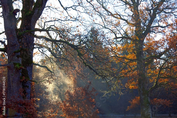 Fototapeta Hazy moody day and sunbeams in the forest with orange foliage