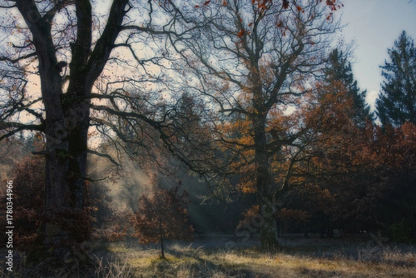 Fototapeta Sunlight, sunbeams and fog in the autumn in forest