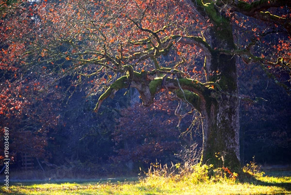 Fototapeta Scene of a tree with colorful foliage and moody stem in sunlight