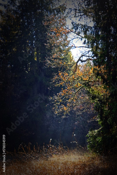 Fototapeta Sunbeams on a forest part, illuminating a colorful tree