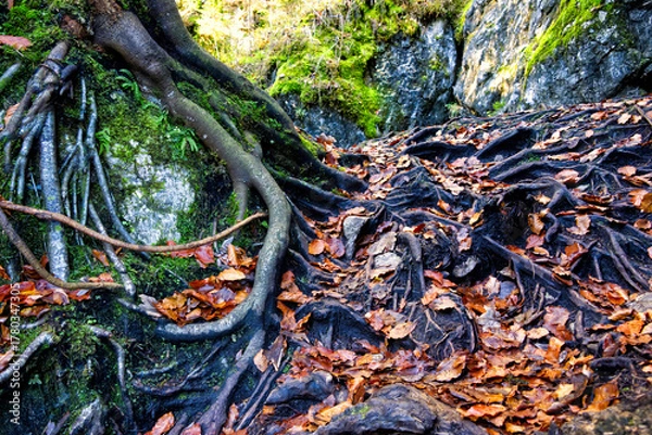 Obraz Close up of the long roots of a tree on a rock in the forest