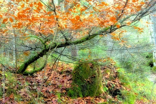 Fototapeta Landscape with tree in orange colour foliage and green vegetation in the woods