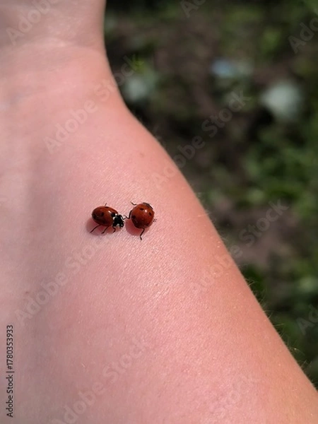 Obraz ladybug on the hand