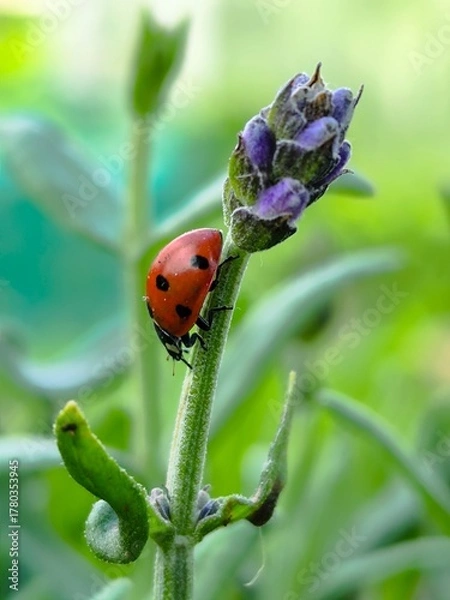 Obraz ladybird on a flower
