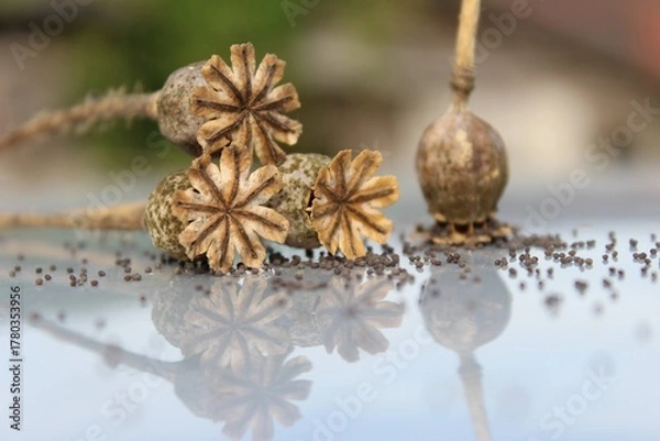 Fototapeta poppy with reflection