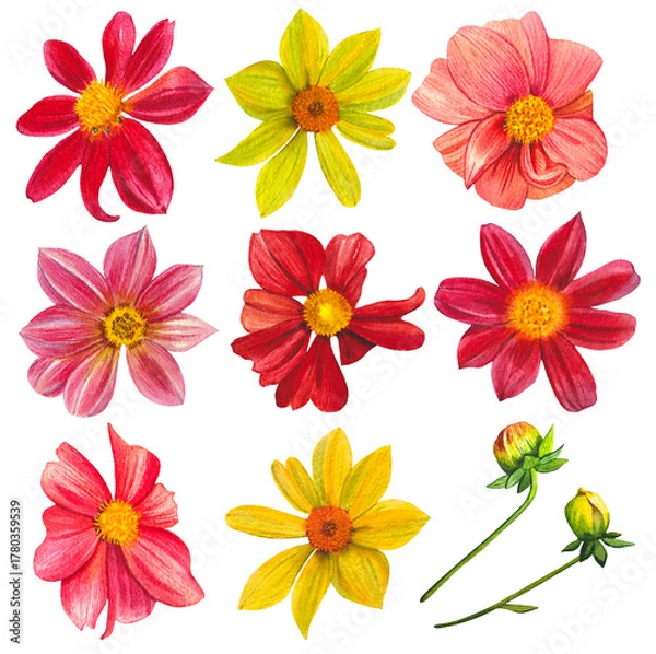 Obraz Set of vibrant dahlias. Hand drawn watercolor botanical illustration.