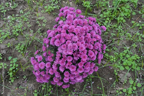 Fototapeta マルチフローラマム