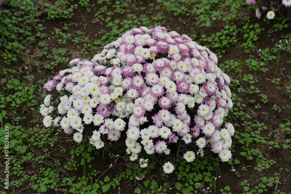 Obraz マルチフローラマム