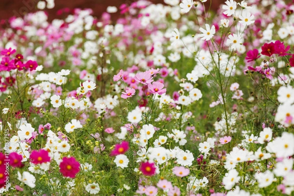 Obraz 満開に咲いた秋桜