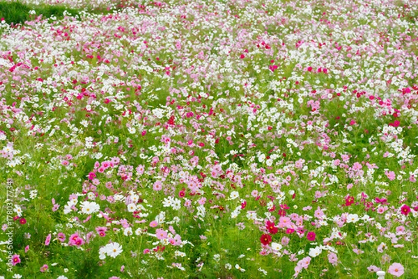 Fototapeta 満開に咲いた秋桜
