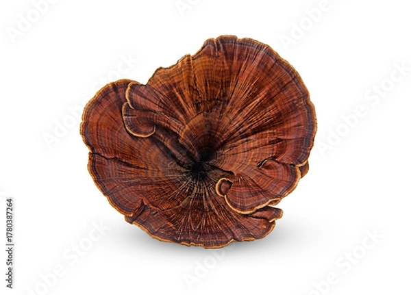 Fototapeta lingzhi mushroom,ganoderma lucidum on a white,isolated