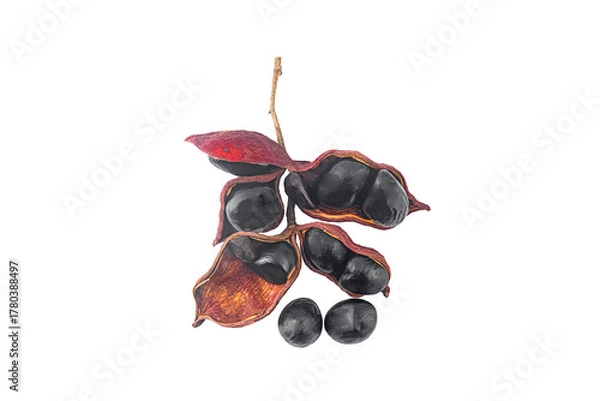 Fototapeta sterculia monosperma beans on a white,isolated(tyop view)