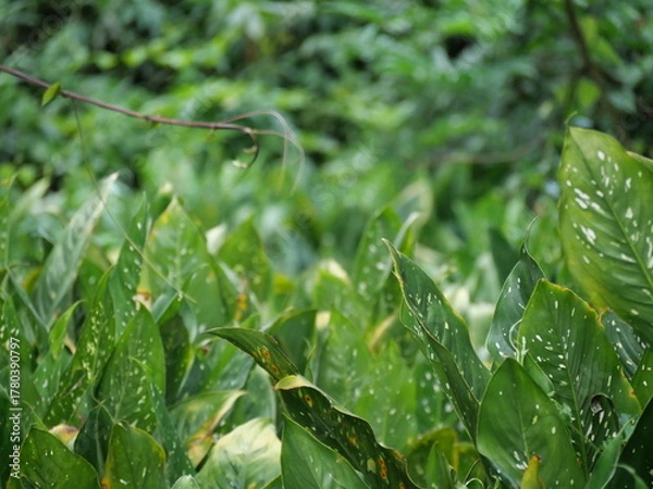 Fototapeta A small, beautiful dragonfly gracefully hovering above swamp vegetation, displaying delicate wings and vivid natural colors.