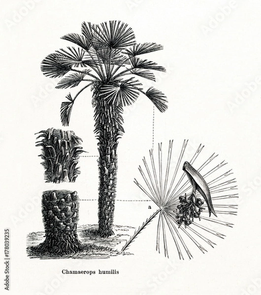 Obraz Śródziemnomorska palma karłowata (Chamaerops humilis) (z Meyers Lexikon, 1896, 13/442/443)