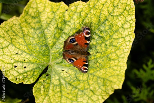 Obraz Pfauenauge auf dem Schmetterlingsflieder Buddleja davidii