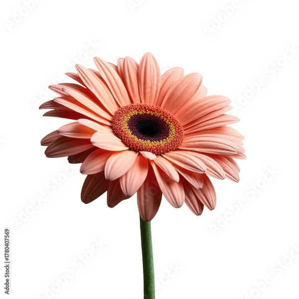 Fototapeta Vibrant peach gerbera daisy flower blossom detailed petals isolated close up studio shot isolated on transparent background