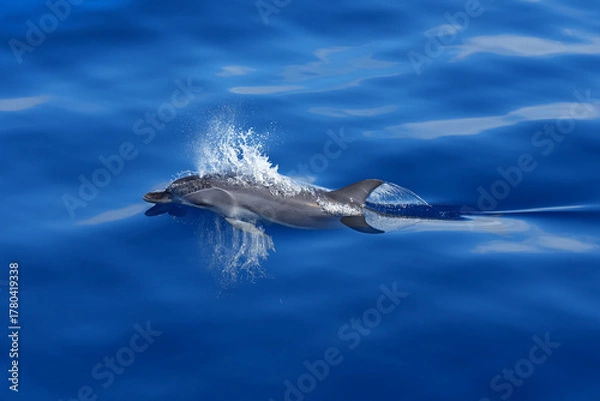 Obraz Delfin im Atlantik im ruhigen Meer vor Gran Canaria