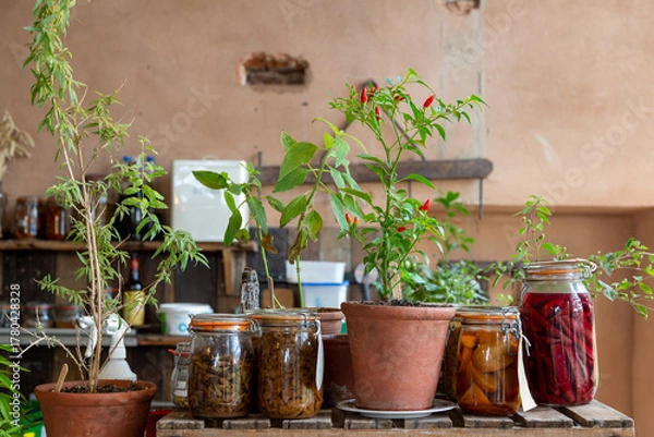 Obraz A red chilli plant (Capsicum annuum), also known as cayenne or pimento, stands in a terracotta pot beside jars of preserved vegetables in a rustic autumn kitchen scene