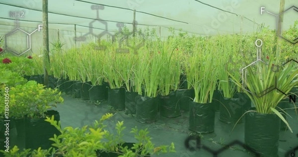 Fototapeta Row of tall grass-like plants growing in nursery shade house, with grow bags under green netting