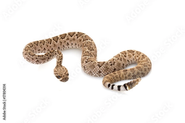 Obraz western diamondback rattlesnake