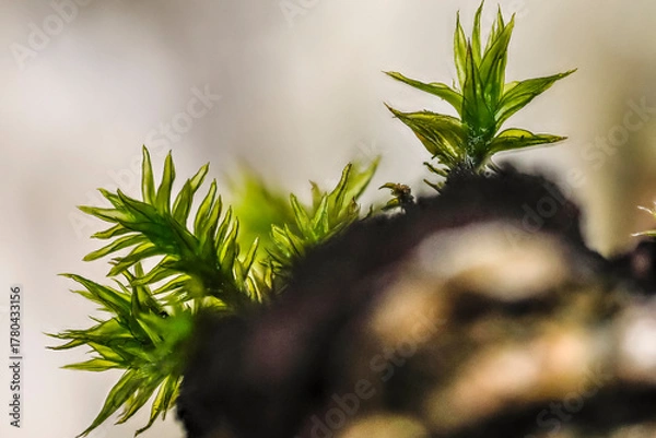 Fototapeta macro photo of moss against the light on a dead birch stump