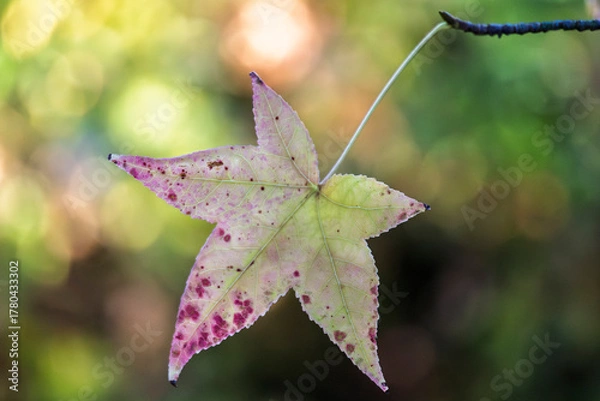 Fototapeta Autumn-colored dead leaves in a garden 