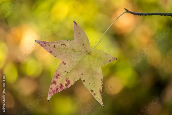 Obraz Autumn-colored dead leaves in a garden 