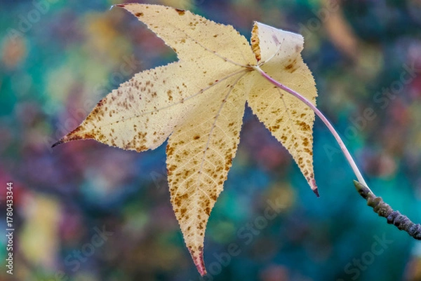 Obraz Autumn-colored dead leaves in a garden 