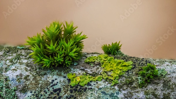 Fototapeta macro photo of moss against the light on a dead birch stump