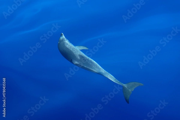 Obraz Delfin im Atlantik im ruhigen Meer vor Gran Canaria