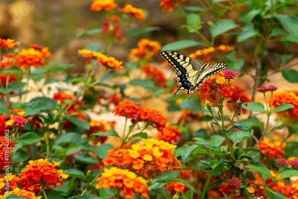 Obraz An Old World Swallowtail (Papilio machaon, family Papilionidae) gathers pollen from the vivid flame-coloured blooms of common lantana (Lantana camara) in full summer flower