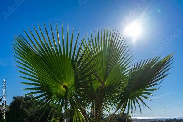 Obraz A towering Mexican Fan Palm (Washingtonia robusta), also known as the Skyduster or Washington Palm, rises against a perfect blue sky.