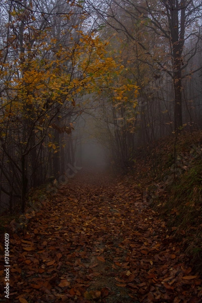 Obraz bosco con nebbia